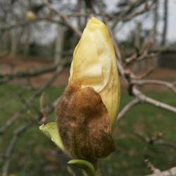 Magnolia 'Elizabeth' (Elizabeth Magnolia), bud, flower