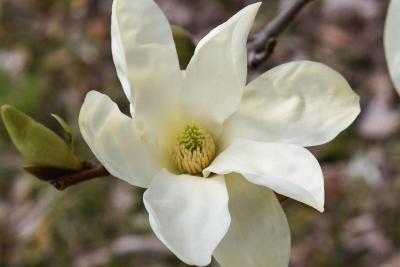 Magnolia 'Elizabeth' (Elizabeth Magnolia), flower, throat