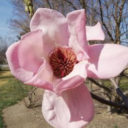 Magnolia 'Caerhay's Belle' (Caerhays Belle Magnolia), flower, throat