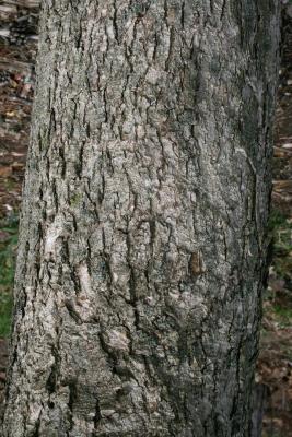 Magnolia 'Elizabeth' (Elizabeth Magnolia), bark, trunk