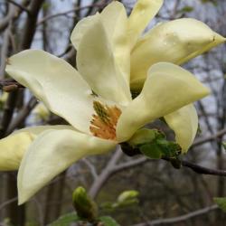 Magnolia 'Honeybelle' (Honeybelle Magnolia), flower, throat