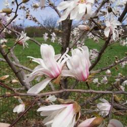 Magnolia 'Iufer' (Iufer Magnolia), inflorescence