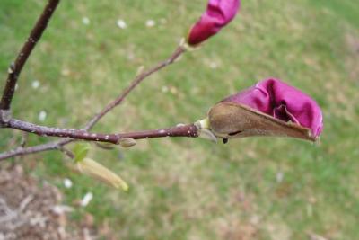 Magnolia 'Marillyn' (Marillyn Magnolia), bud, flower