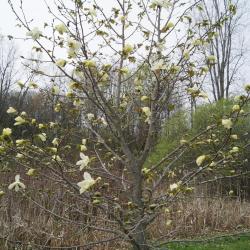 Magnolia 'Golden Rain' (Golden Rain Magnolia), habit, spring