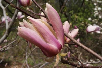 Magnolia 'Lavender Delight' (Lavender Delight Magnolia), flower, side