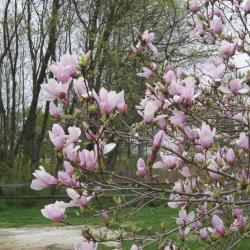 Magnolia 'May' (May Magnolia), inflorescence
