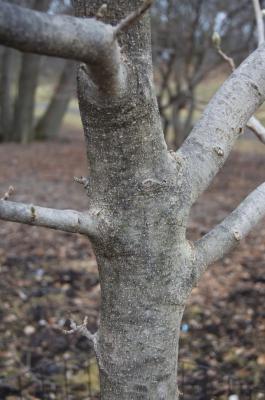 Magnolia 'Gold Cup' (Gold Cup Magnolia), bark, trunk