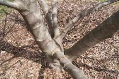 Magnolia 'Limelight' (Limelight Magnolia), bark, branch