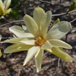 Magnolia 'Gold Star' (Gold Star Magnolia), flower, throat