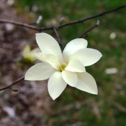 Magnolia 'Gold Star' (Gold Star Magnolia), flower, full