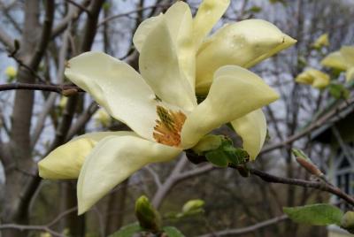 Magnolia 'Honeybelle' (Honeybelle Magnolia), flower, throat