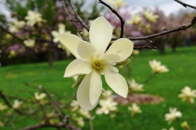 Magnolia 'Gold Star' (Gold Star Magnolia), flower, throat