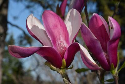 Magnolia 'Marillyn' (Marillyn Magnolia), flower, side