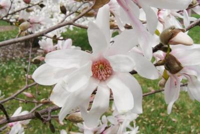 Magnolia 'Iufer' (Iufer Magnolia), flower, full
