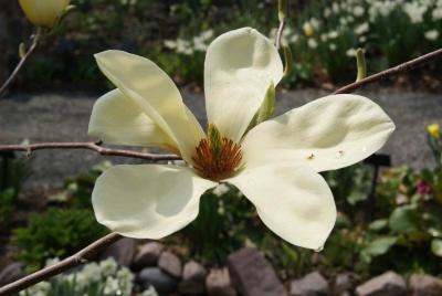 Magnolia 'Goldfinch' (Goldfinch Magnolia), flower, throat