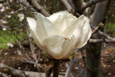 Magnolia 'Gold Cup' (Gold Cup Magnolia), flower, side