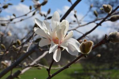 Magnolia 'Iufer' (Iufer Magnolia), flower, full