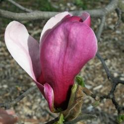 Magnolia 'Marillyn' (Marillyn Magnolia), flower, full