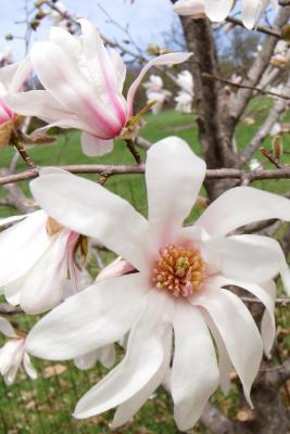 Magnolia 'Iufer' (Iufer Magnolia), flower, throat