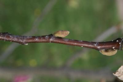 Magnolia 'Marillyn' (Marillyn Magnolia), bark, branch