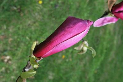 Magnolia 'Marillyn' (Marillyn Magnolia), bud, flower