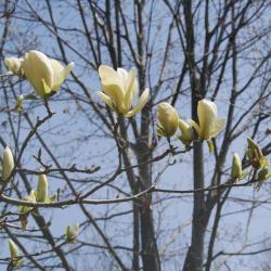Magnolia 'Ivory Chalice' (Ivory Chalice Magnolia), inflorescence