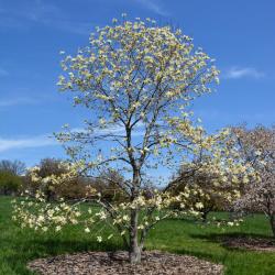 Magnolia 'Gold Star' (Gold Star Magnolia), habit, spring