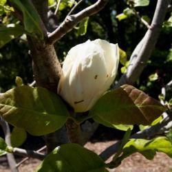 Magnolia 'Gold Cup' (Gold Cup Magnolia), flower, full