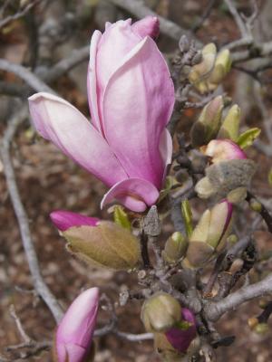 Magnolia 'George Henry Kern' (George Henry Kern Magnolia), flower, side