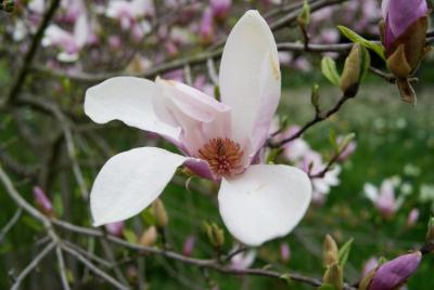 Magnolia 'May' (May Magnolia), flower, full