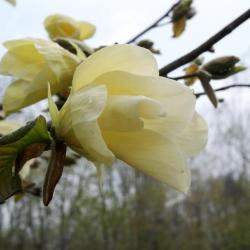 Magnolia 'Golden Rain' (Golden Rain Magnolia), flower, side