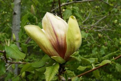 Magnolia 'Hattie Carthan' (Hattie Carthan Magnolia), flower, side