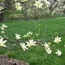 Magnolia 'Gold Star' (Gold Star Magnolia), inflorescence