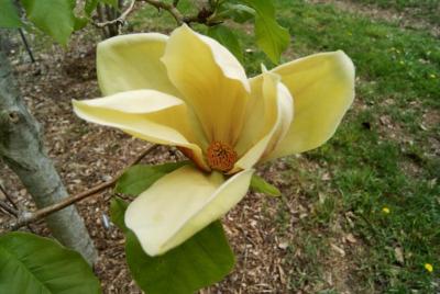 Magnolia 'Hattie Carthan' (Hattie Carthan Magnolia), flower, throat