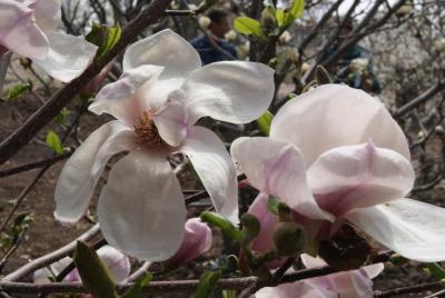 Magnolia 'Spring Royalty' (Spring Royalty Magnolia), flower, full