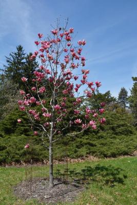 Magnolia 'Red Baron' (Red Baron Magnolia), habit, spring