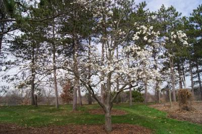 Magnolia 'Wada's Memory' (Wada's Memory Magnolia), habit, spring