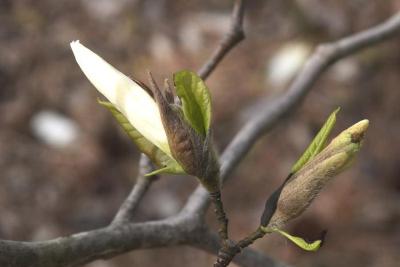 Magnolia 'Wada's Memory' (Wada's Memory Magnolia), bud, flower