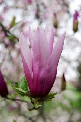 Magnolia 'Randy' (Randy Magnolia), flower, side