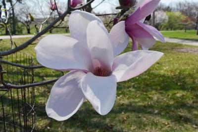 Magnolia 'Simple Pleasures' (Simple Pleasures Magnolia), flower, full