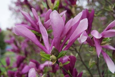 Magnolia 'Susan' (Susan Magnolia), flower, side