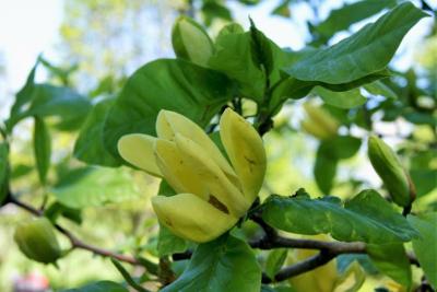 Magnolia 'Yellow Bird' (Yellow Bird Magnolia), flower, full