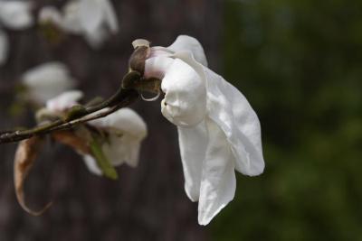 Magnolia 'Wada's Memory' (Wada's Memory Magnolia), flower, side
