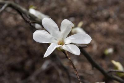 Magnolia 'Wada's Memory' (Wada's Memory Magnolia), flower, full