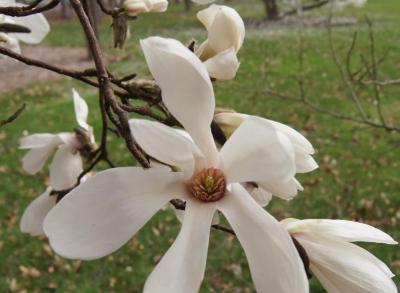 Magnolia 'Wada's Memory' (Wada's Memory Magnolia), flower, throat
