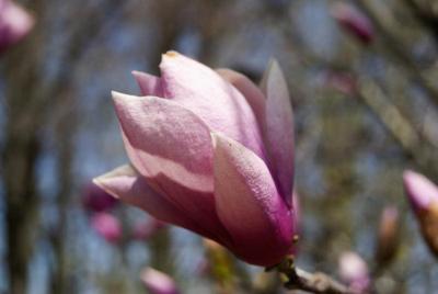 Magnolia 'Nakamura' (Nakamura Magnolia), flower, side