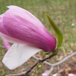 Magnolia 'Simple Pleasures' (Simple Pleasures Magnolia), flower, full