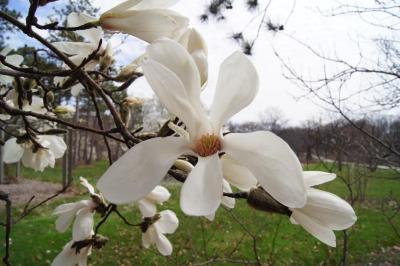 Magnolia 'Wada's Memory' (Wada's Memory Magnolia), flower, full