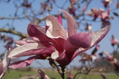 Magnolia 'Royal Crown' (Royal Crown Magnolia), flower, side