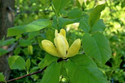 Magnolia 'Yellow Bird' (Yellow Bird Magnolia), flower, full